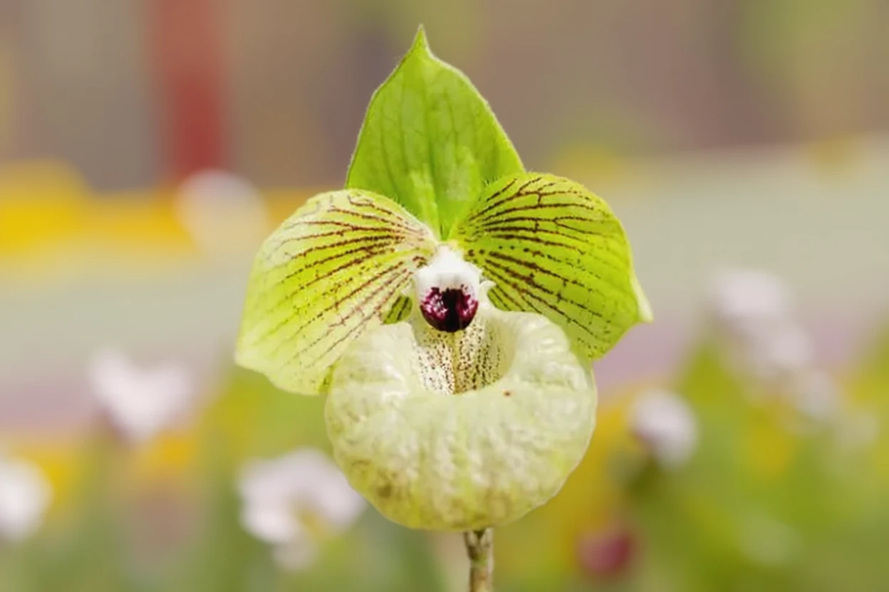 Пафіопедилюм Маліпоенсе / Paphiopedilum malipoense