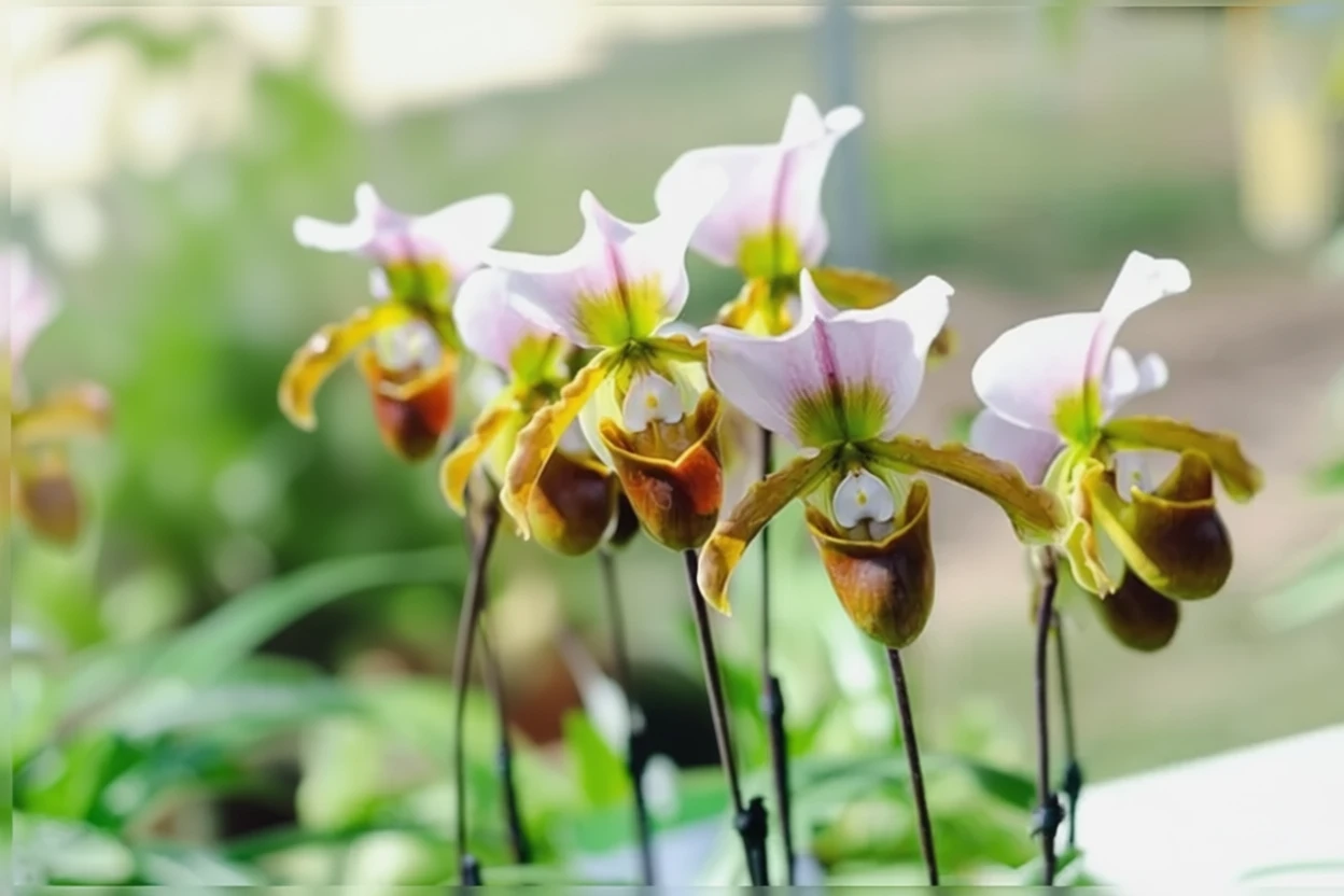 Пафіопедилюм Спайсера / Paphiopedilum spicerianum