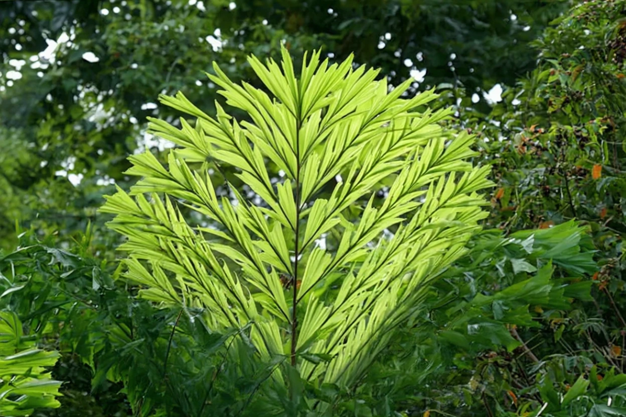 Пальма Каріота