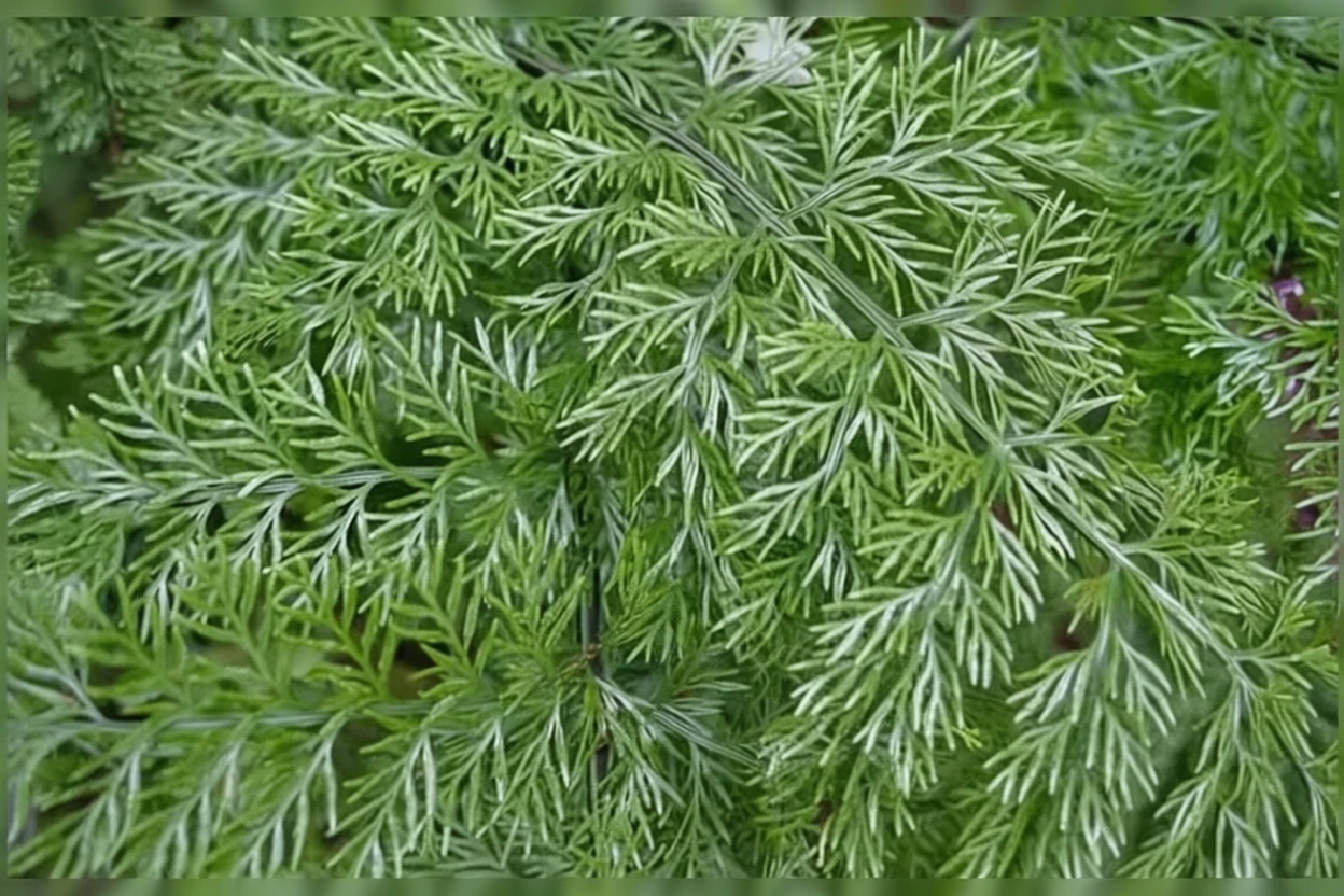 Папороть Аспленіум