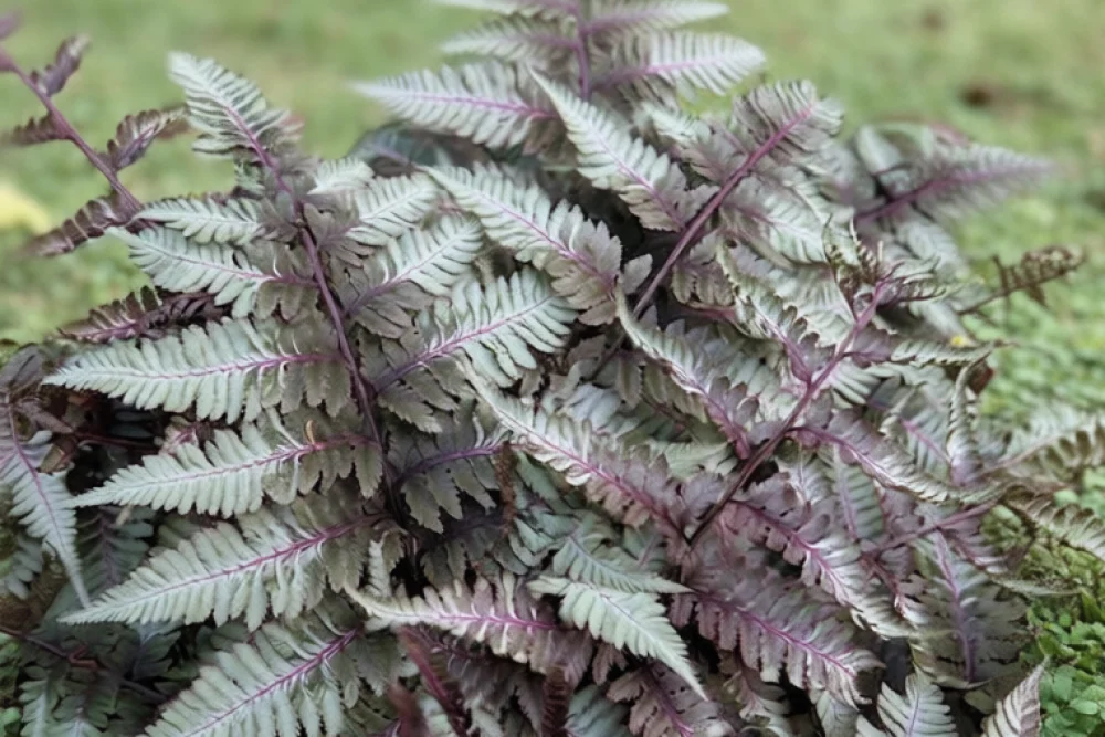 Папороть японська Сілвер Фолс / Athyrium niponicum Silver Falls