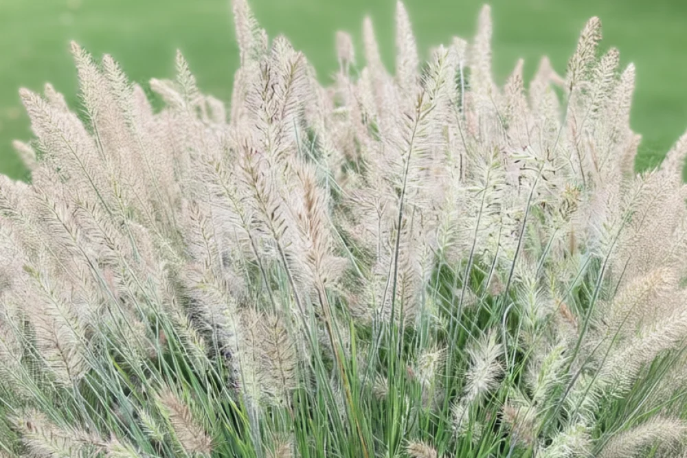 Пенісетум Літл Бані / Pennisetum alopecuroides Little Bunny