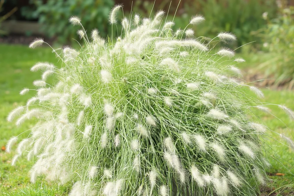 Пенісетум волохатий / Pennisetum villosum
