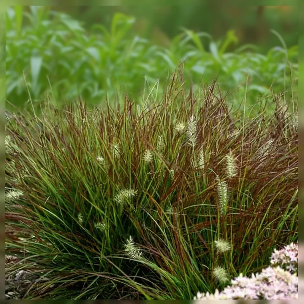 Пеннісетум Бургунді Бані / Pennisetum alopecuroides Burgundy Bunny