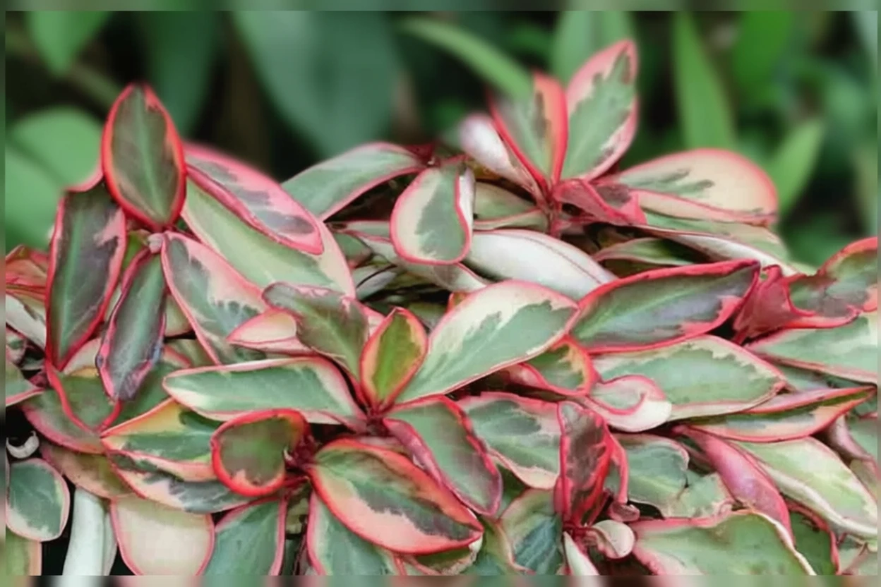 Пеперомія клузієлиста Джинні / Peperomia clusiifolia Ginny