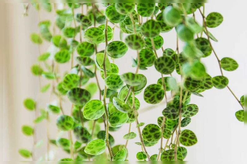 Пеперомія прострата / Peperomia prostrata
