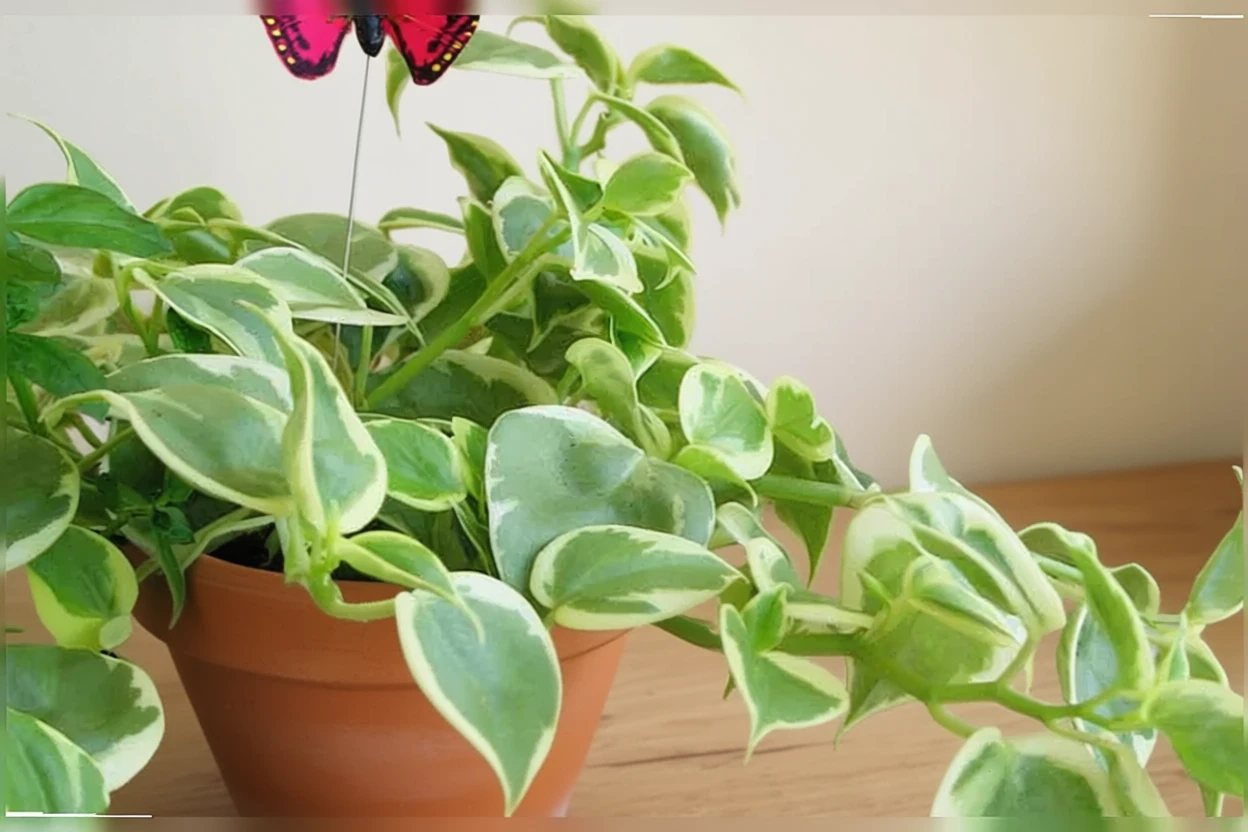 Пеперомія сканденс Варіегата