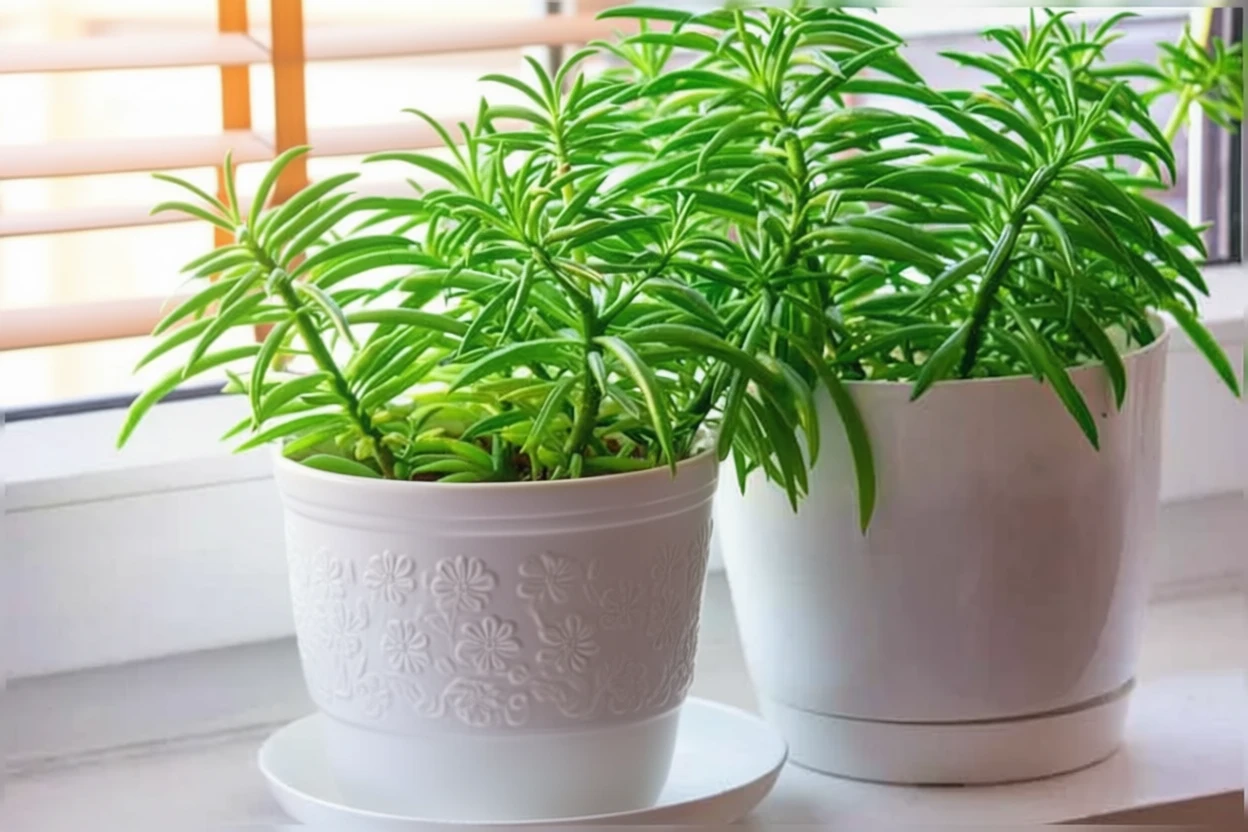 Пеперомия феррейра / Peperomia ferreyrae