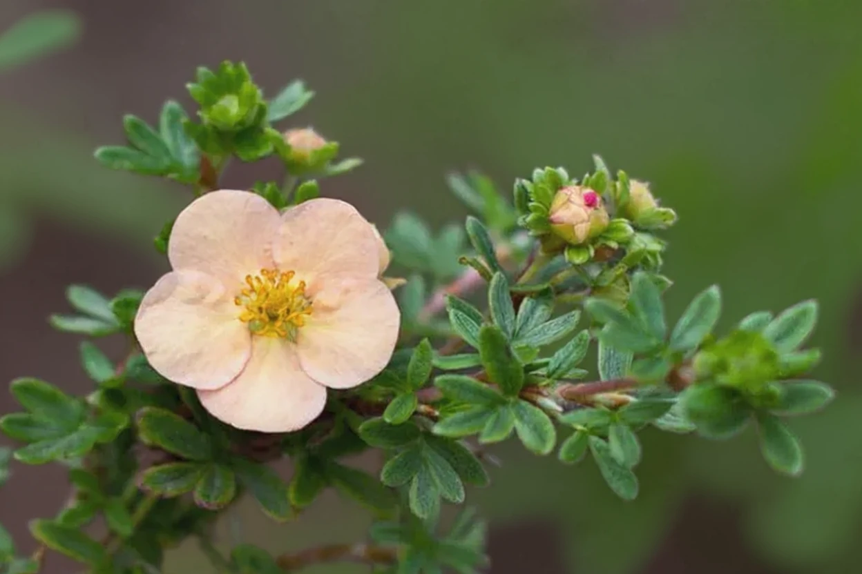 Перстач Дейдаун