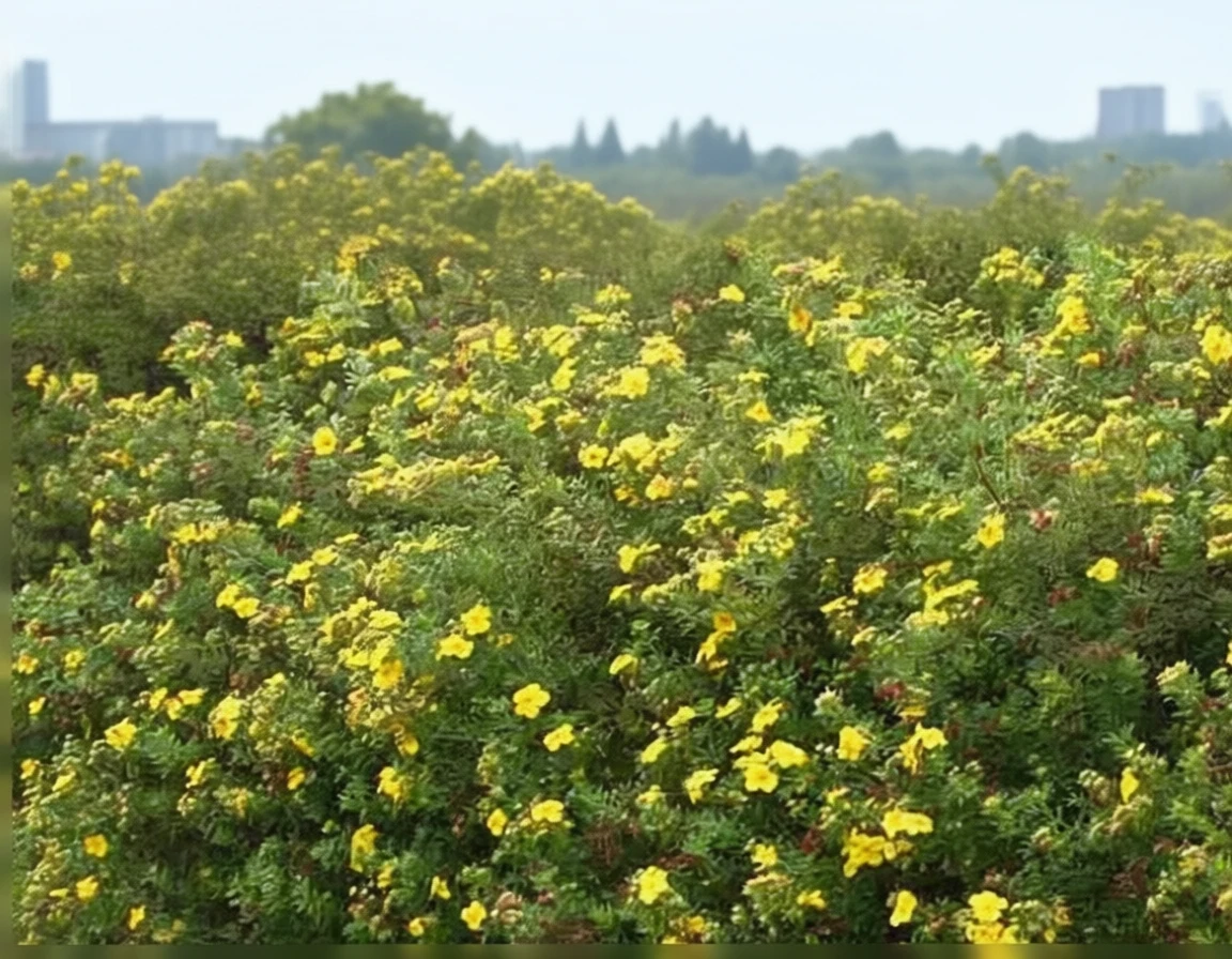 Перстач Голдфінгер