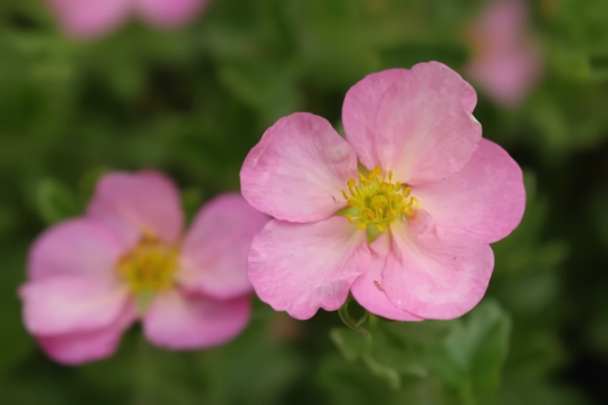 Перстач Хепі Фейс Хартс