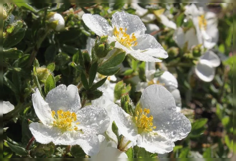 Перстач Хепі Фейс Вайт / Potentilla fruticosa Happy Face White