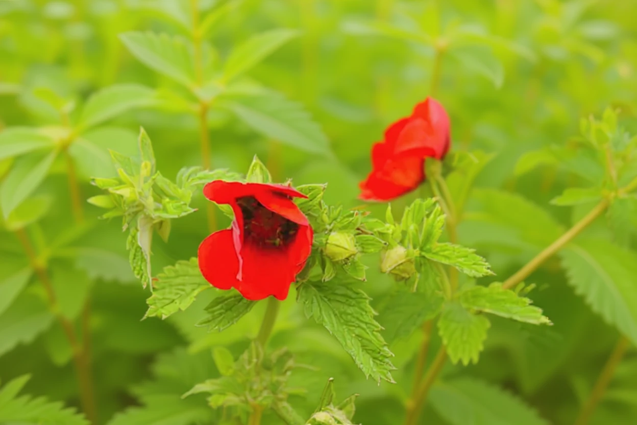 Перстач темно-кров’яно-червоний