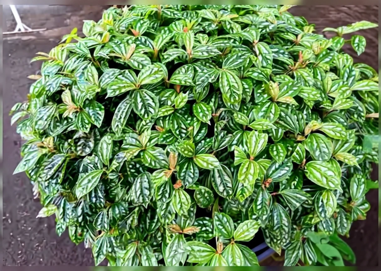 Пілея Кадьє / Pilea cadierei