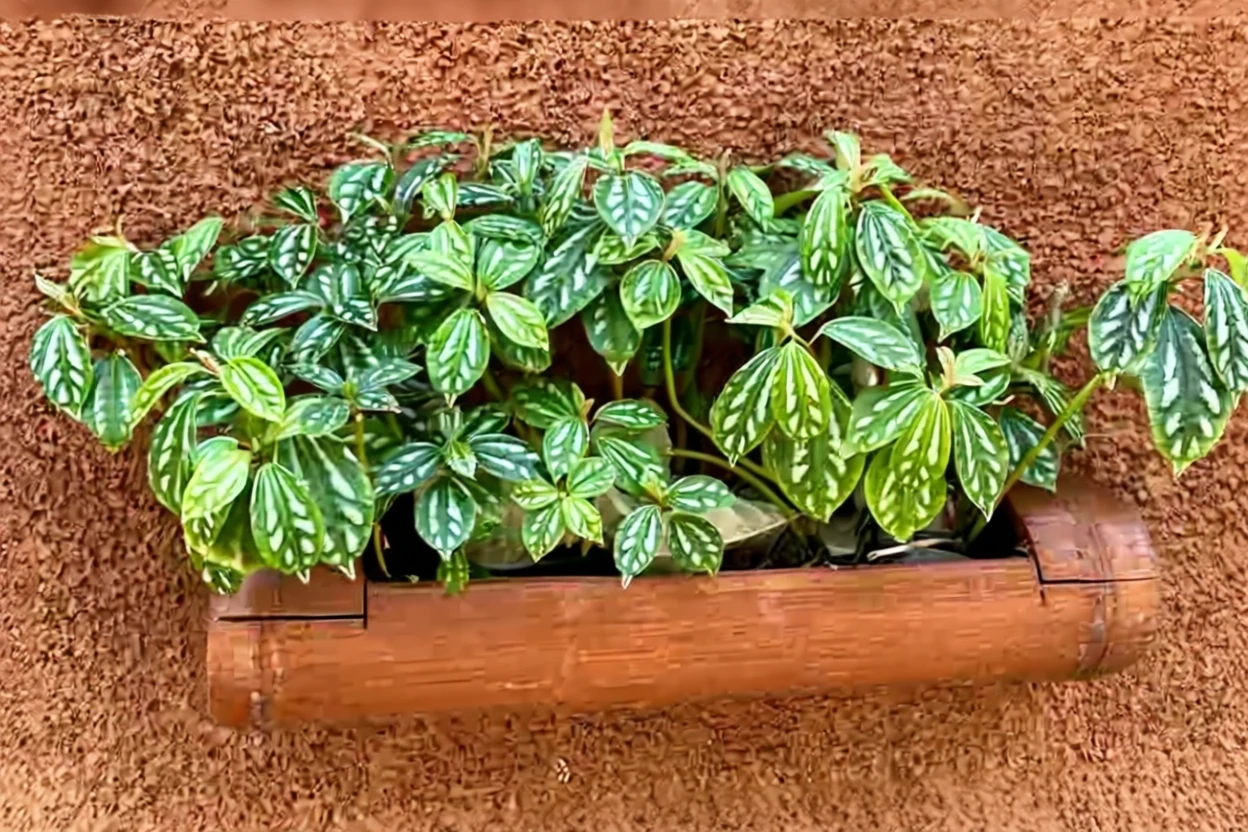 Пілея Кадьє