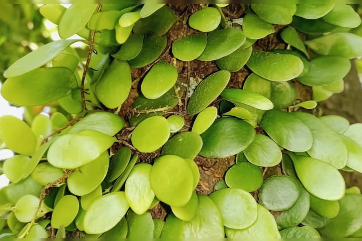 Пірозія пілозеллоїдес / Pyrrosia piloselloides