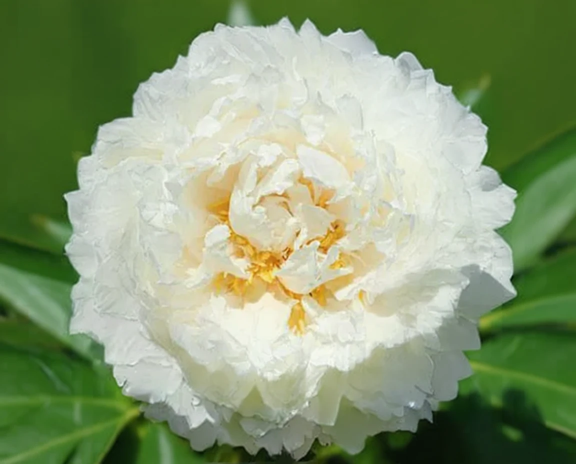 Півонія Боул оф Крім / Paeonia lactiflora Bowl of Cream