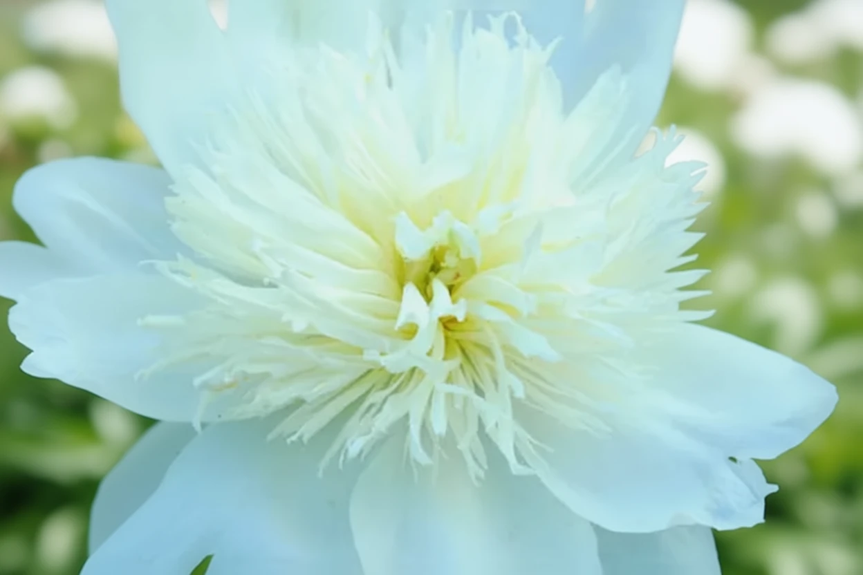 Півонія Брайдс Дрім / Paeonia lactiflora Bride’s Dream