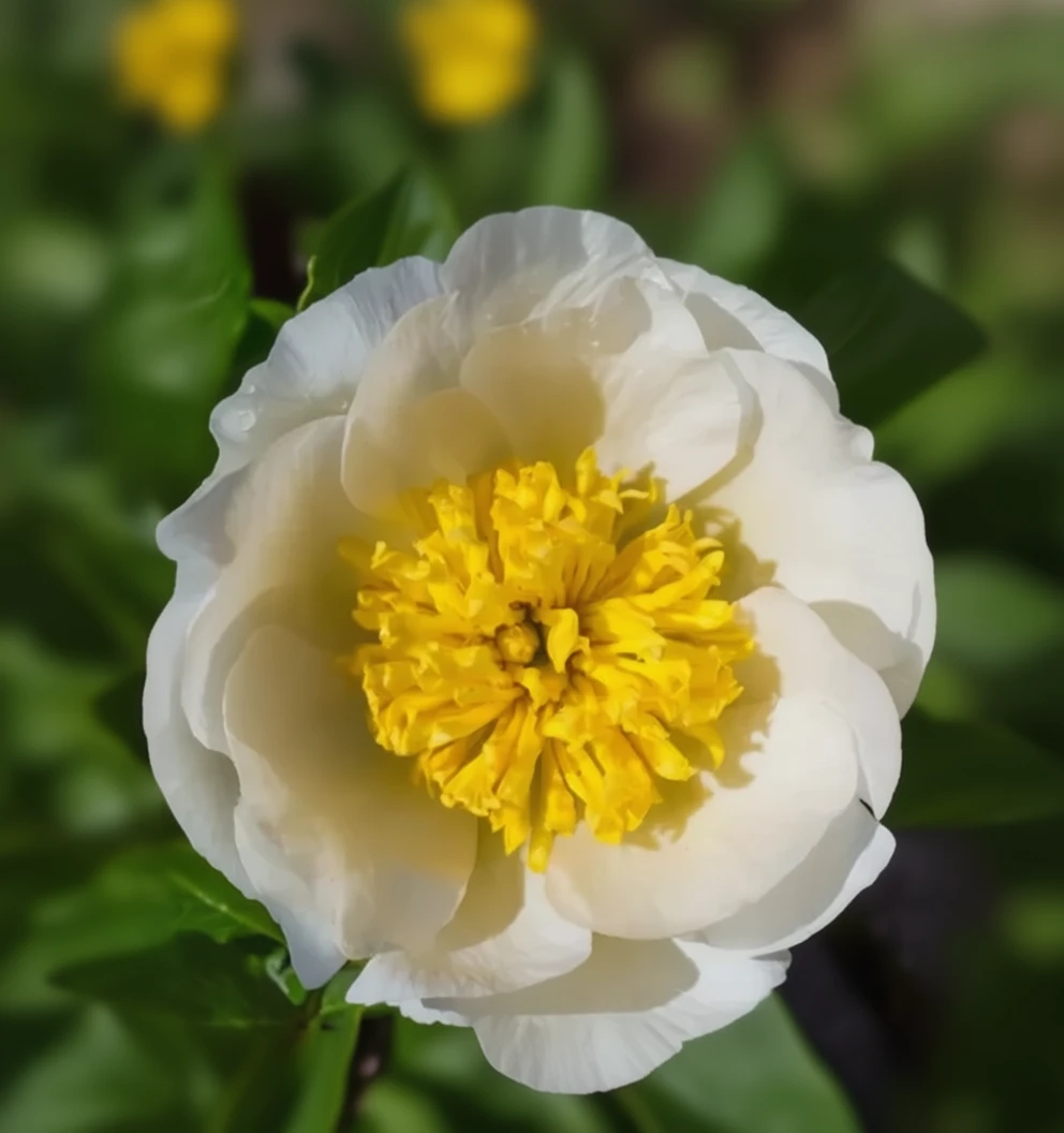 Півонія Бу-Те / Paeonia lactiflora Bu-Te