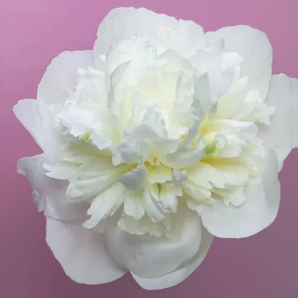Півонія Дюшес де Немур / Paeonia lactiflora Duchesse de Nemours