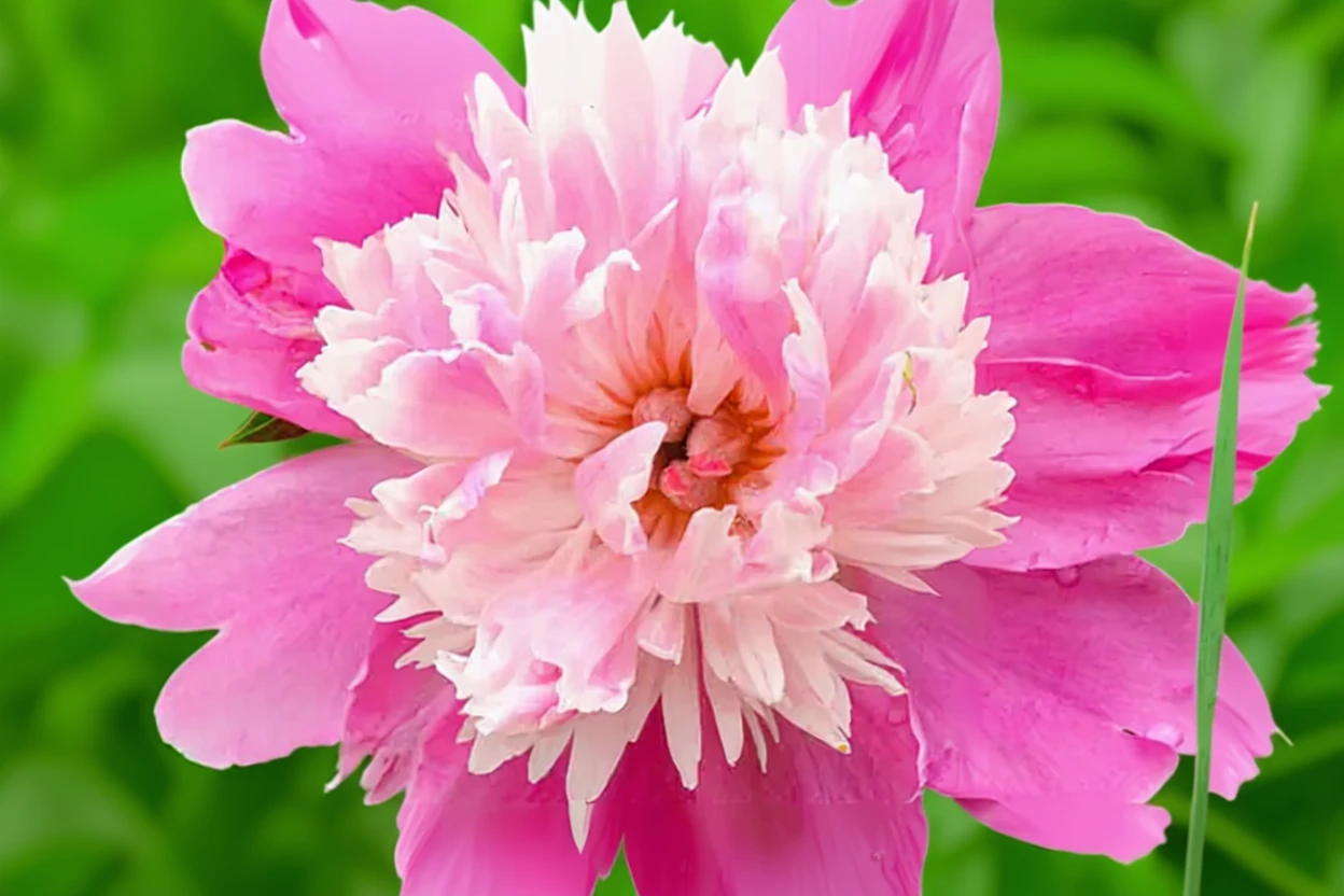 Півонія Філомель