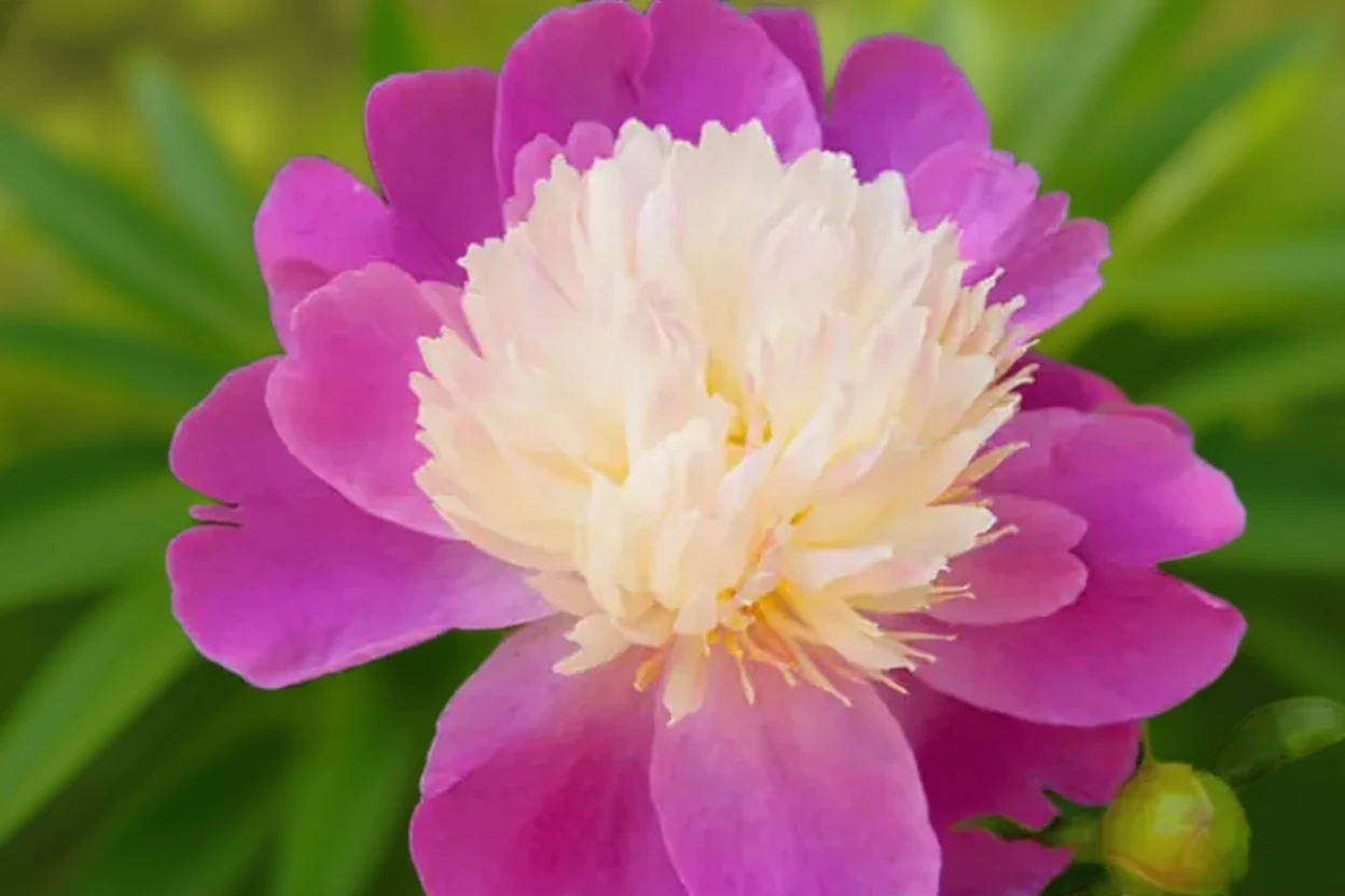 Півонія Гай Парі / Paeonia lactiflora Gay Paree
