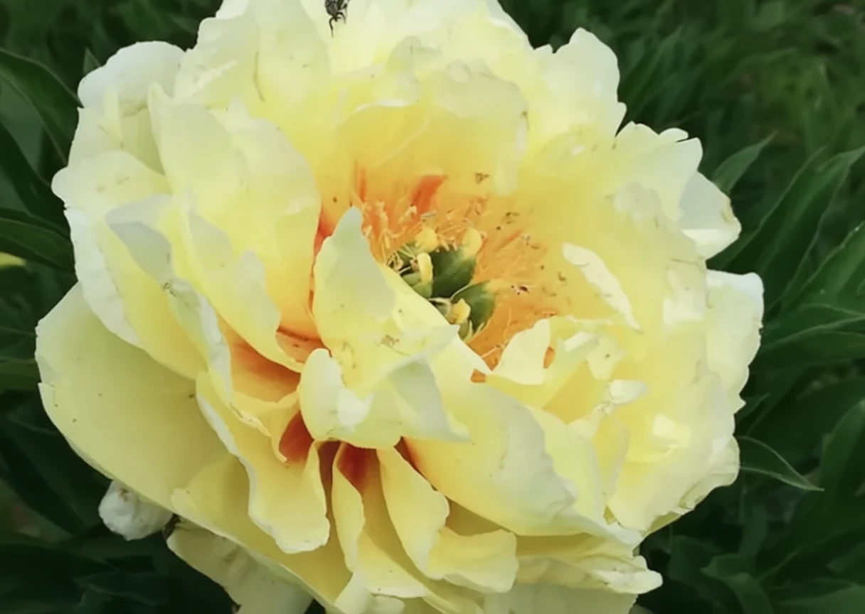 Півонія Гарден Треже / Paeonia Garden Treasure