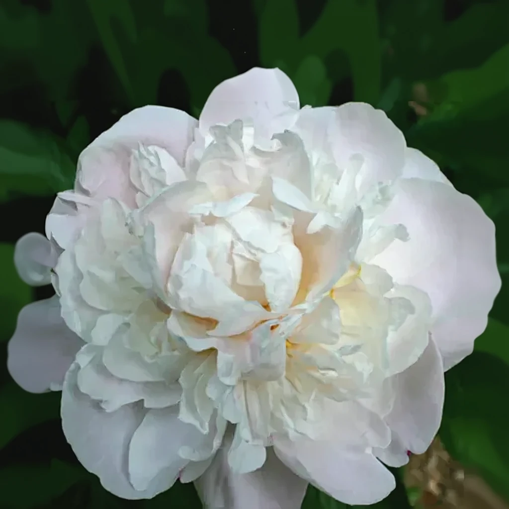 Півонія Гарденія / Paeonia lactiflora Gardenia