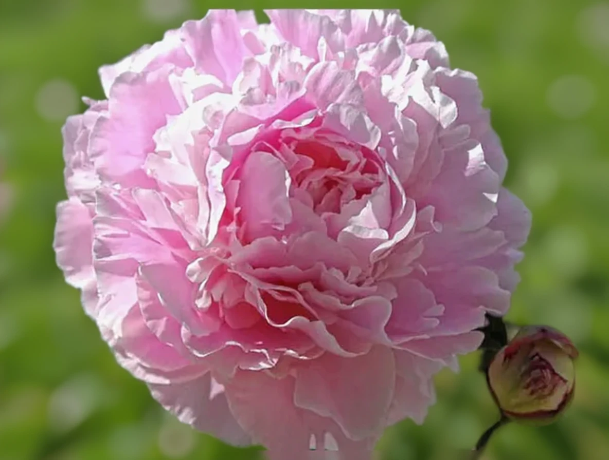 Півонія Герміона / Paeonia lactiflora Hermione