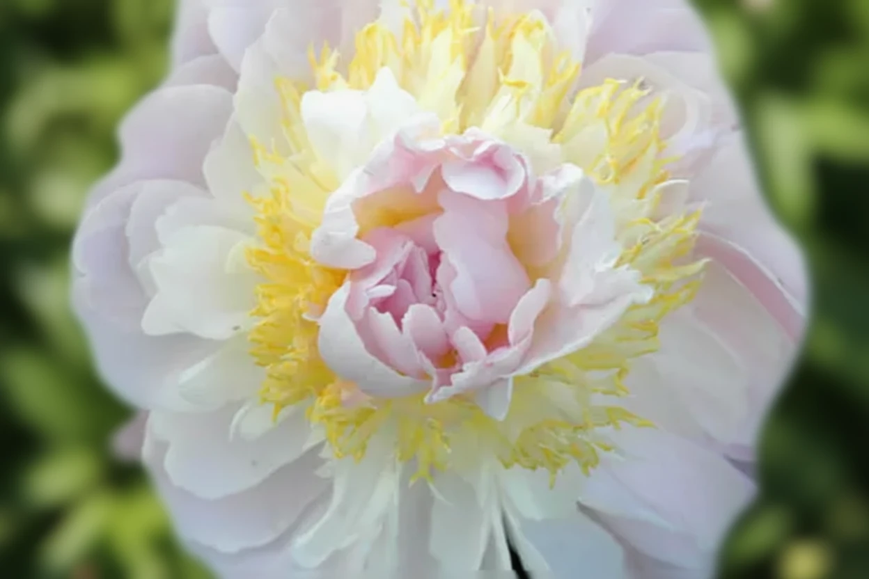 Півонія Голлі / Paeonia lactiflora Golly
