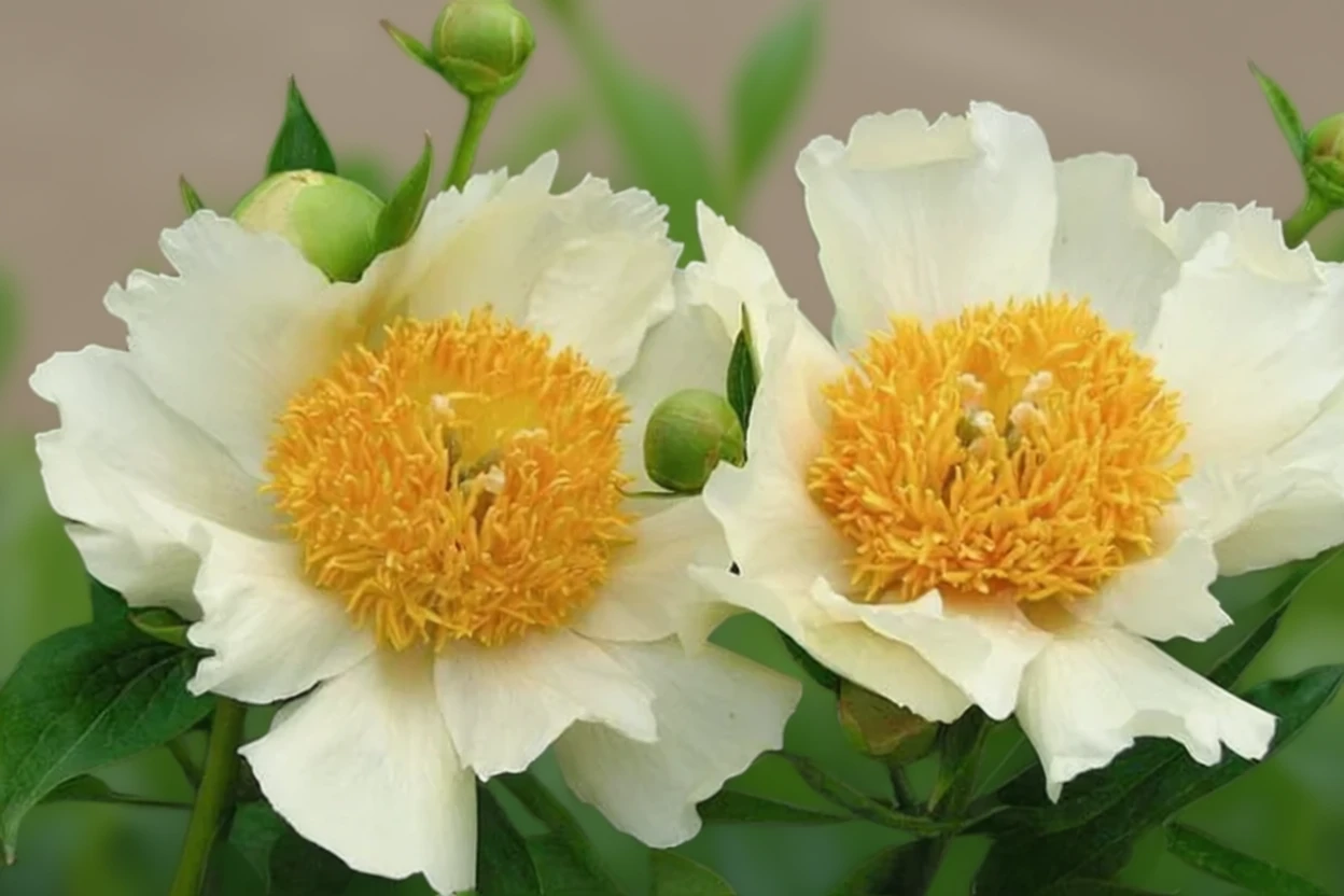 Півонія Клер де Люн / Paeonia Claire de Lune