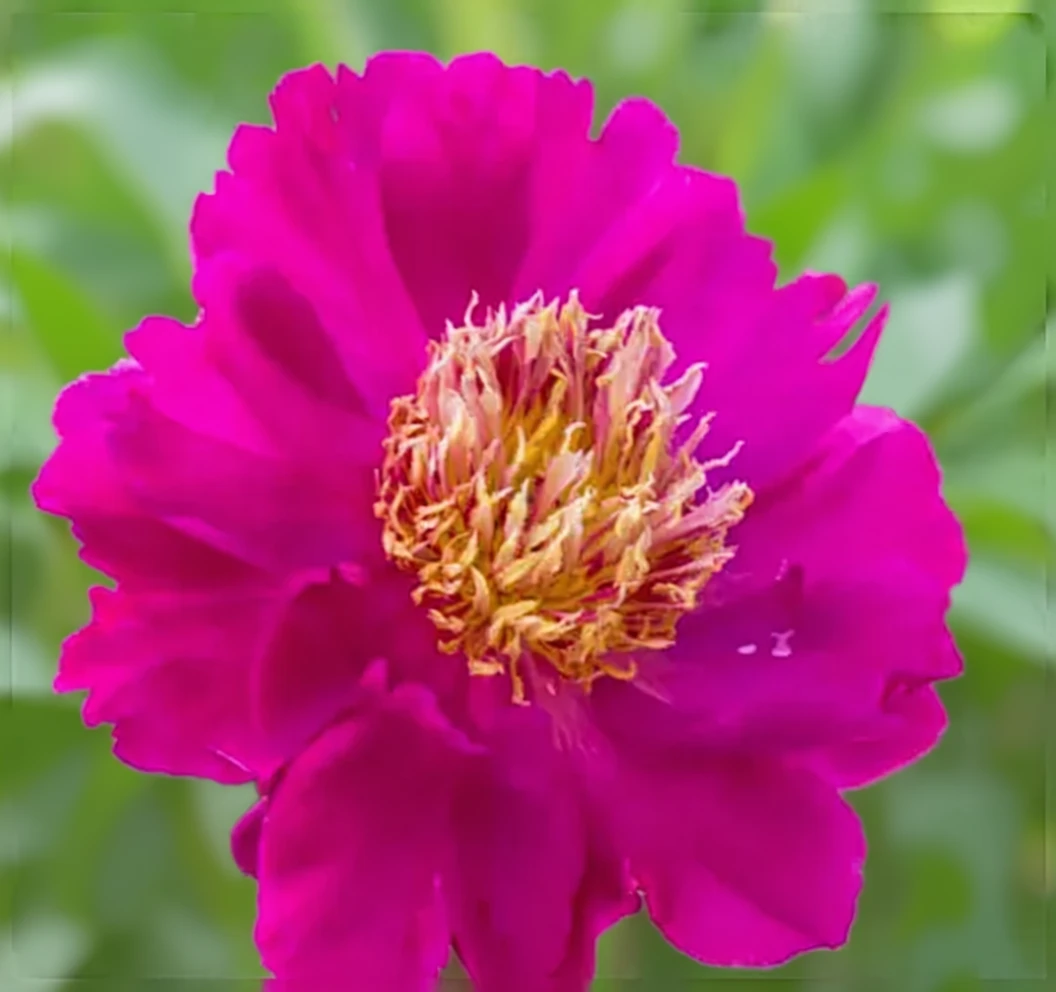 Півонія Команч / Paeonia lactiflora Comanche