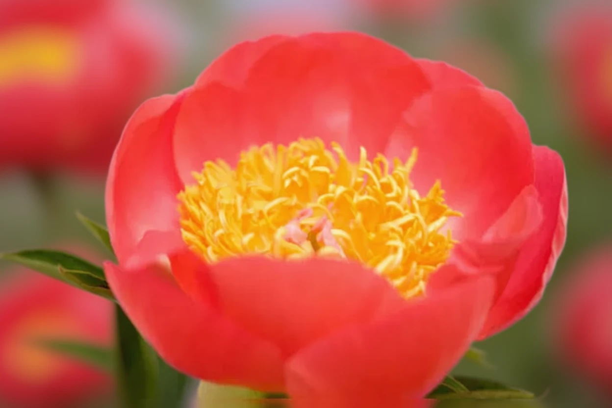 Півонія Корал н Голд / Paeonia Coral n Gold