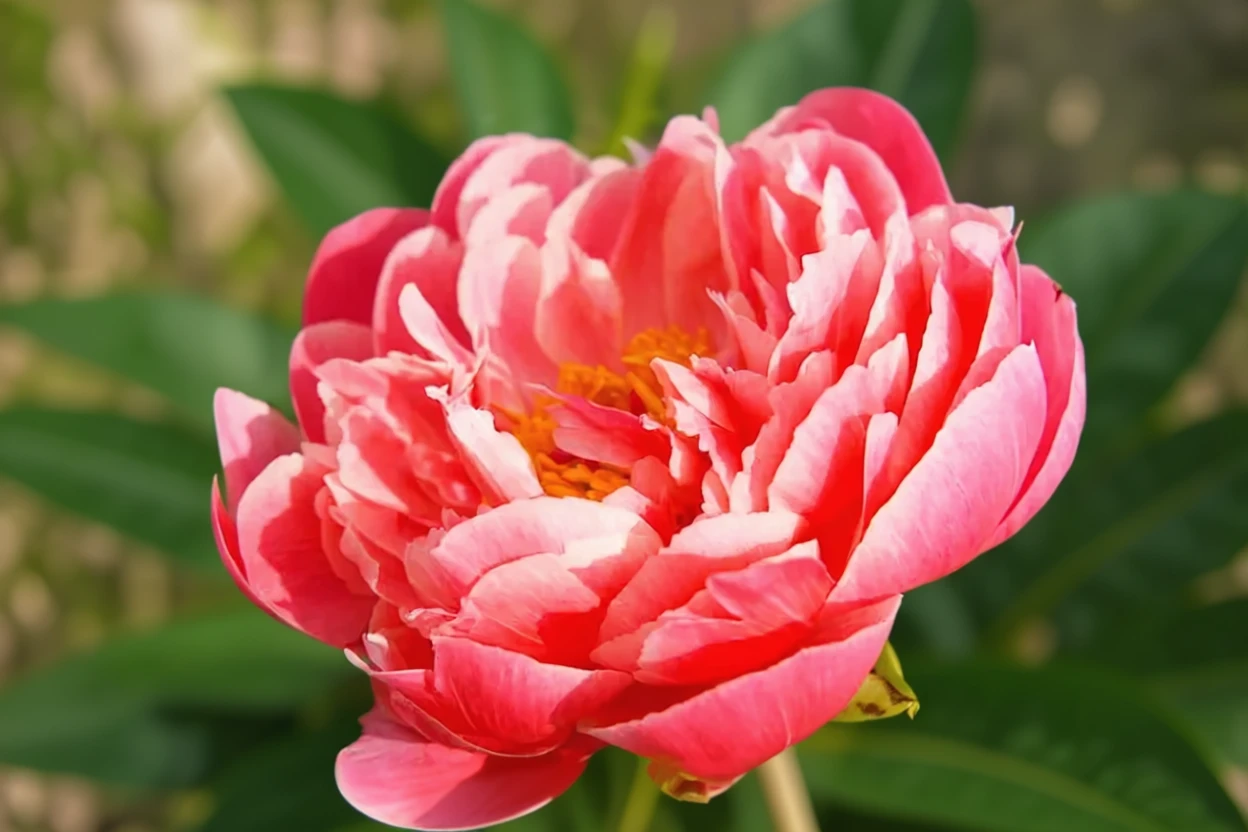 Півонія Корал Сансет / Paeonia Coral Sunset