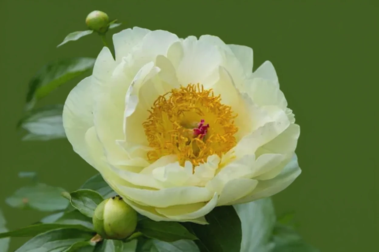 Півонія Лемон Шиффон / Paeonia Lemon Chiffon