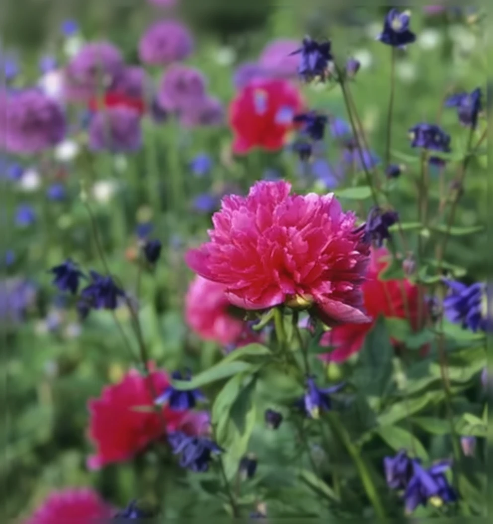 Півонія лікарська Розеа Плена / Paeonia officinalis Rosea Plena