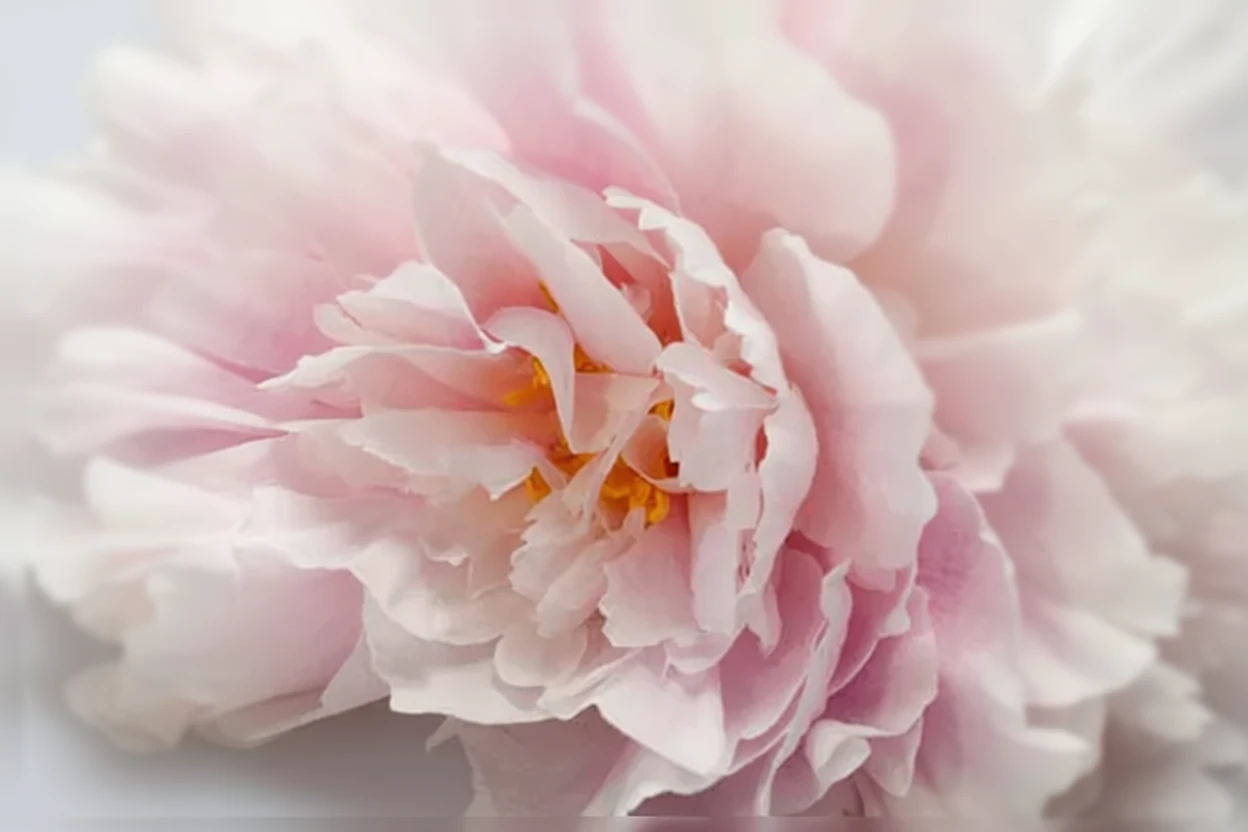 Півонія Марта Буллох / Paeonia lactiflora Martha Bulloch