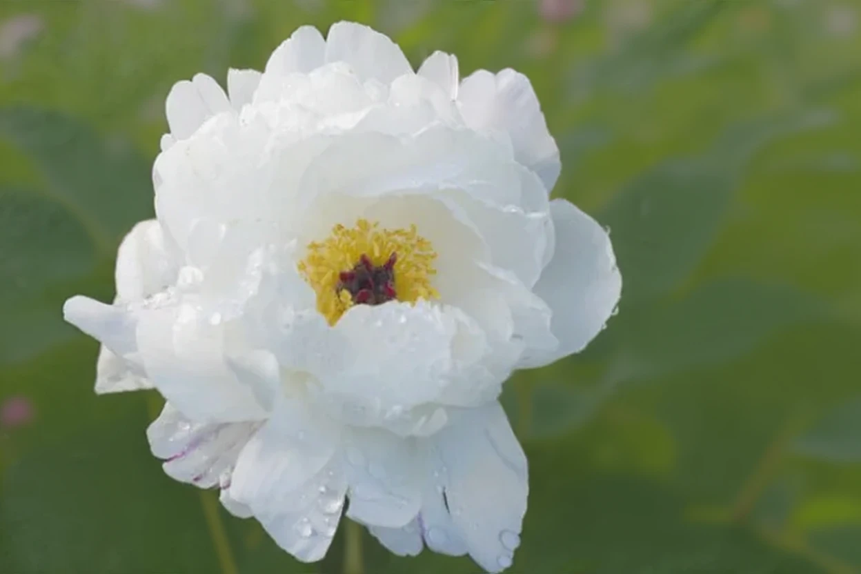 Півонія Мінні Шейлор / Paeonia lactiflora Minnie Shaylor