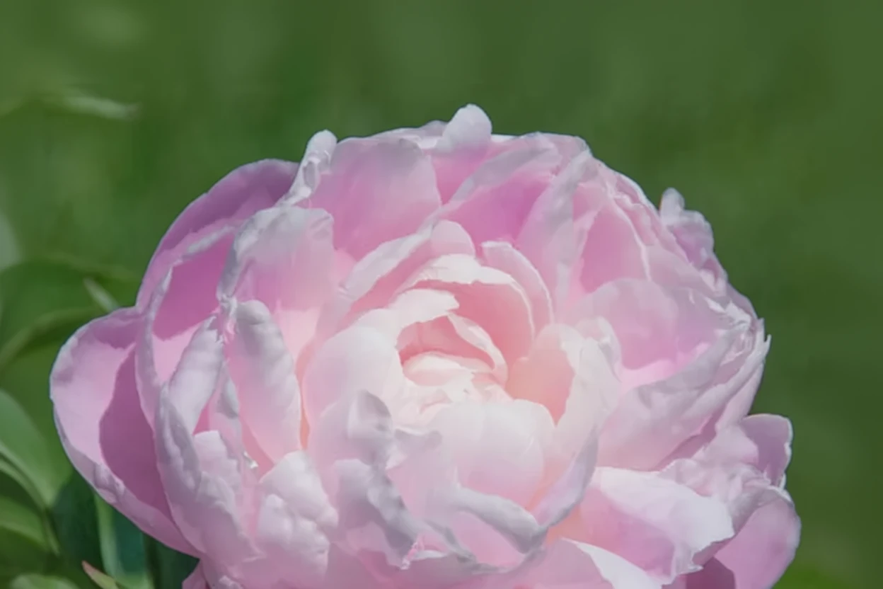 Півонія Місіс Франклін Д. Рузвельт / Paeonia lactiflora Mrs. Franklin D. Roosevelt