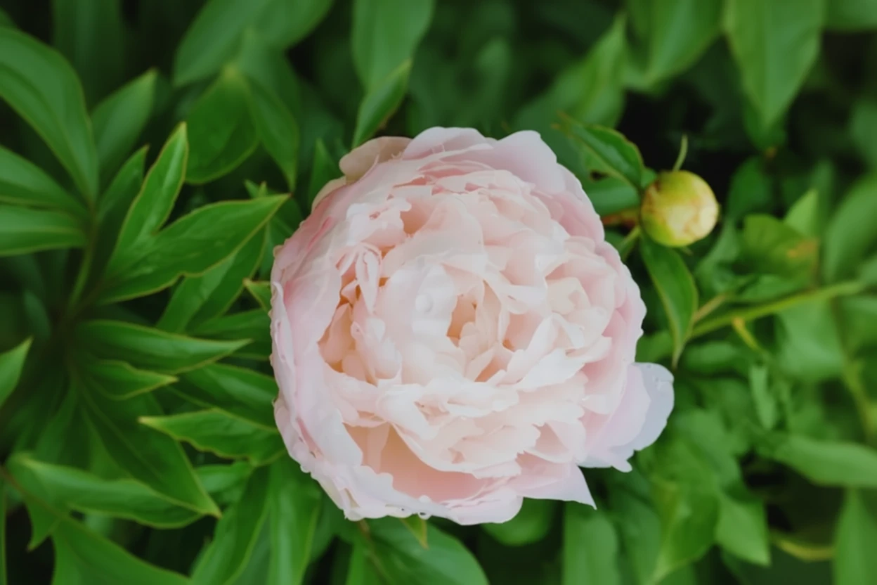Півонія Мунстоун / Paeonia lactiflora Moonstone