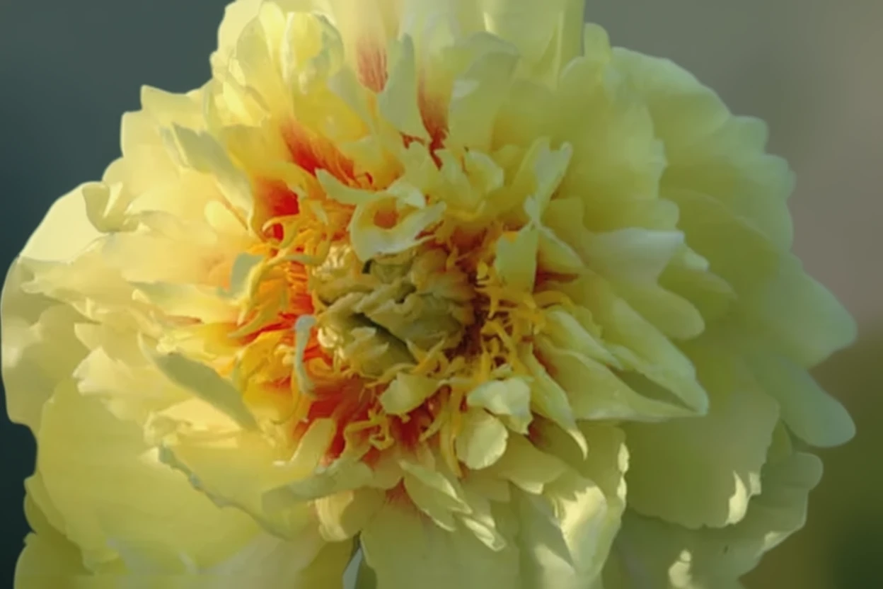 Півонія Прейрі Чарм / Paeonia Prairie Charm