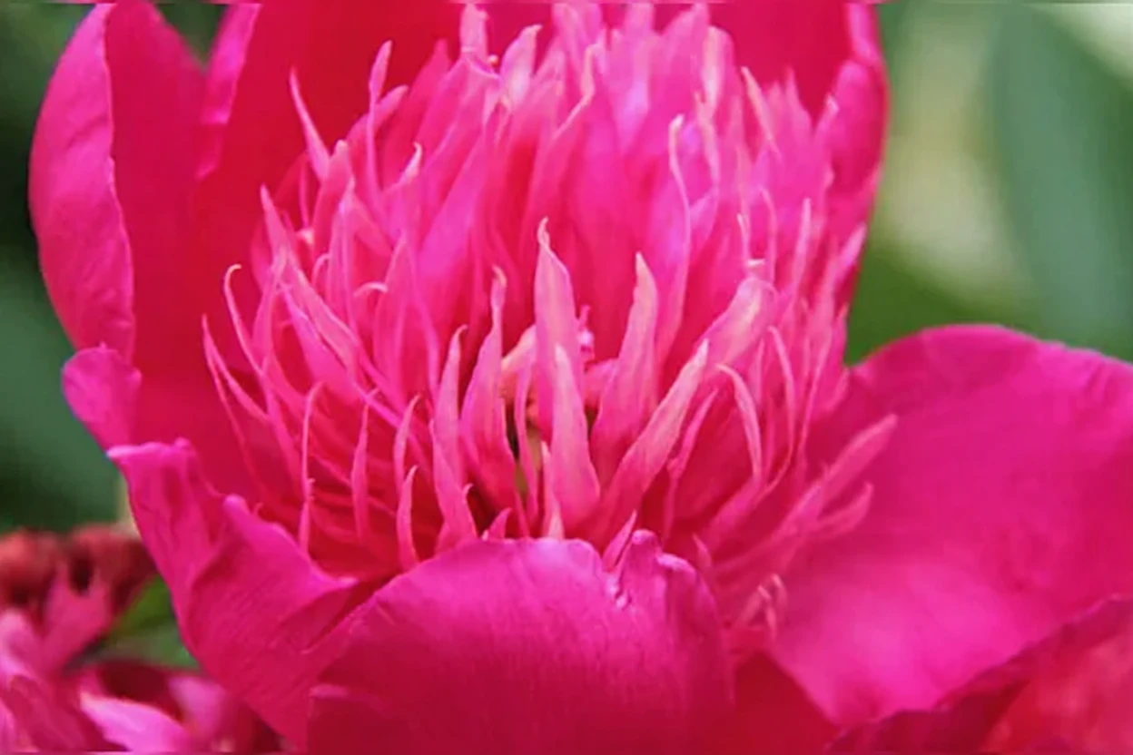 Півонія Ред Спайдер / Paeonia Red Spider