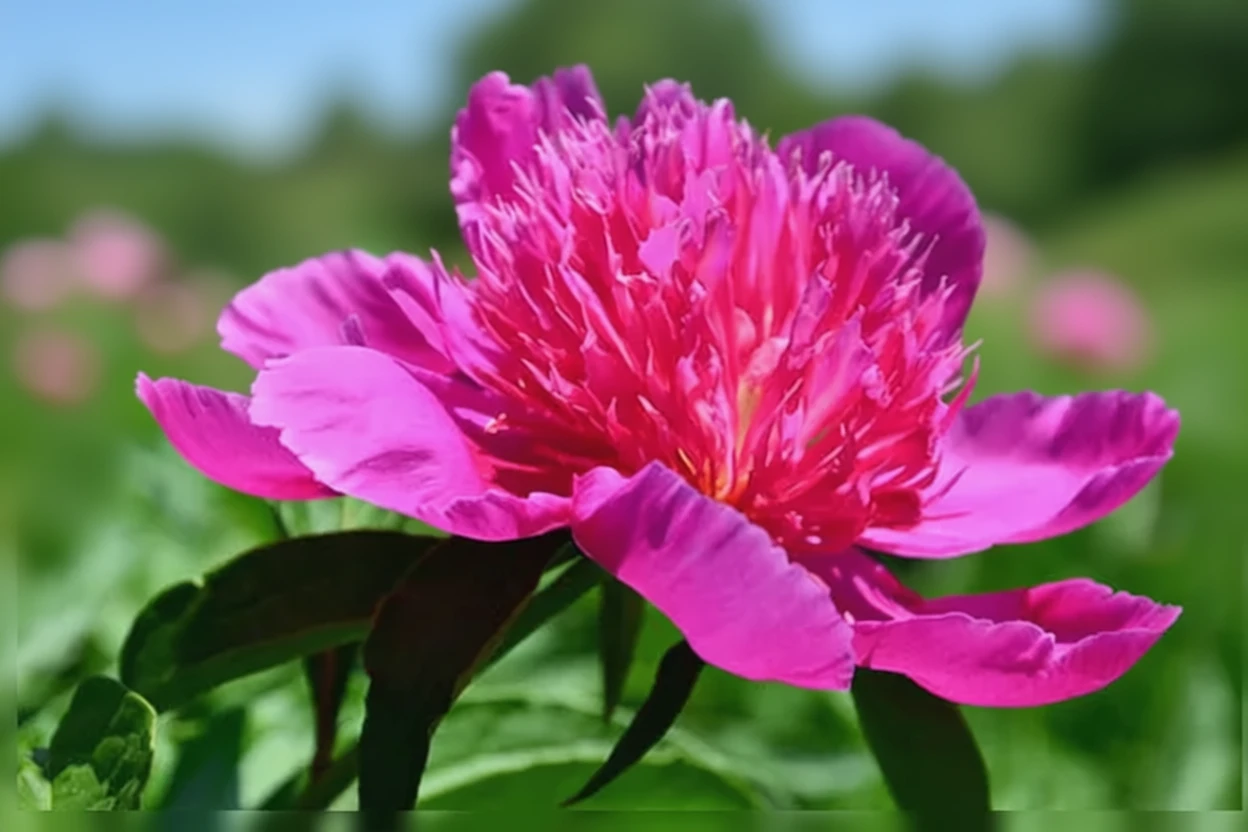 Півонія Ред Спайдер