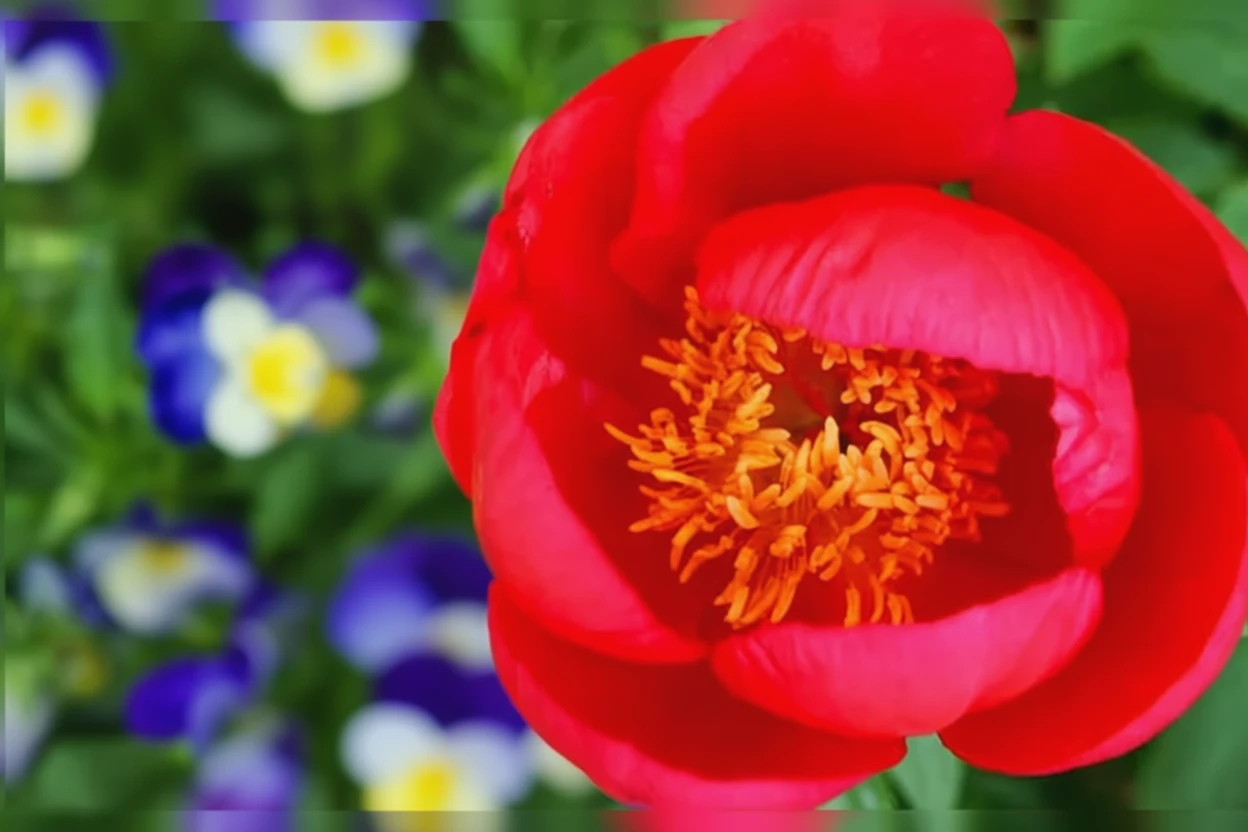 Півонія Скарлетт О’Хара / Paeonia Scarlett O’Hara