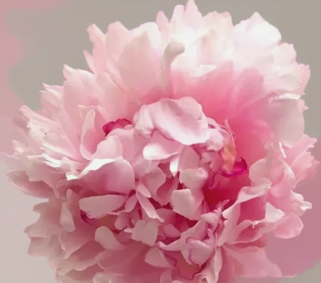 Півонія Сорбет / Paeonia lactiflora Sorbet