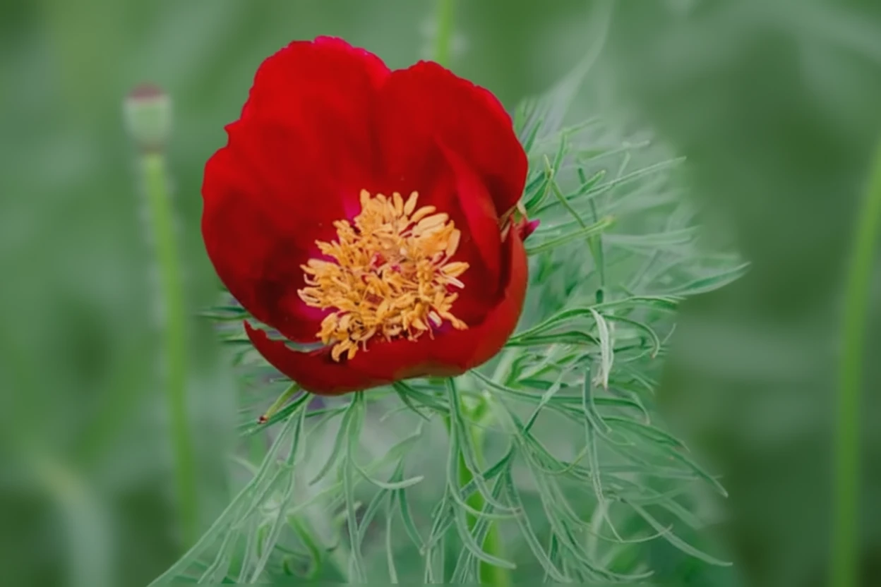 Півонія вузьколиста