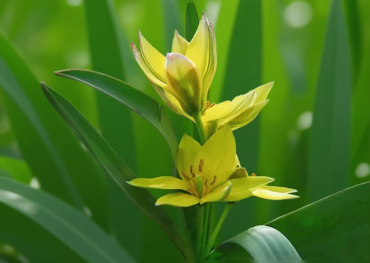 Пізній тюльпан / Tulipa urumiensis