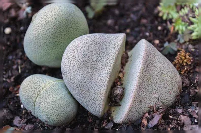 Плейоспілос Нелі