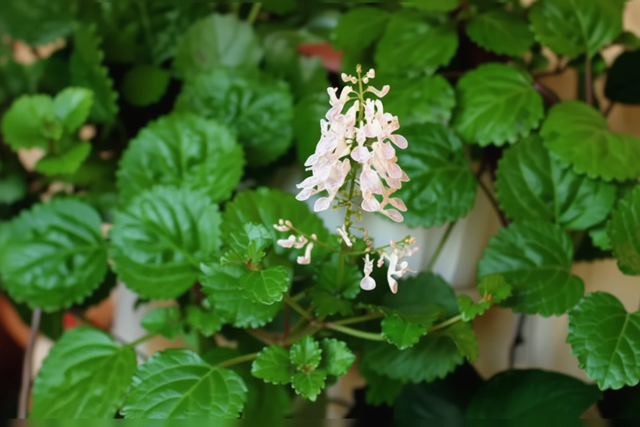 Плектрантус мутовчатий / Plectranthus verticillatus