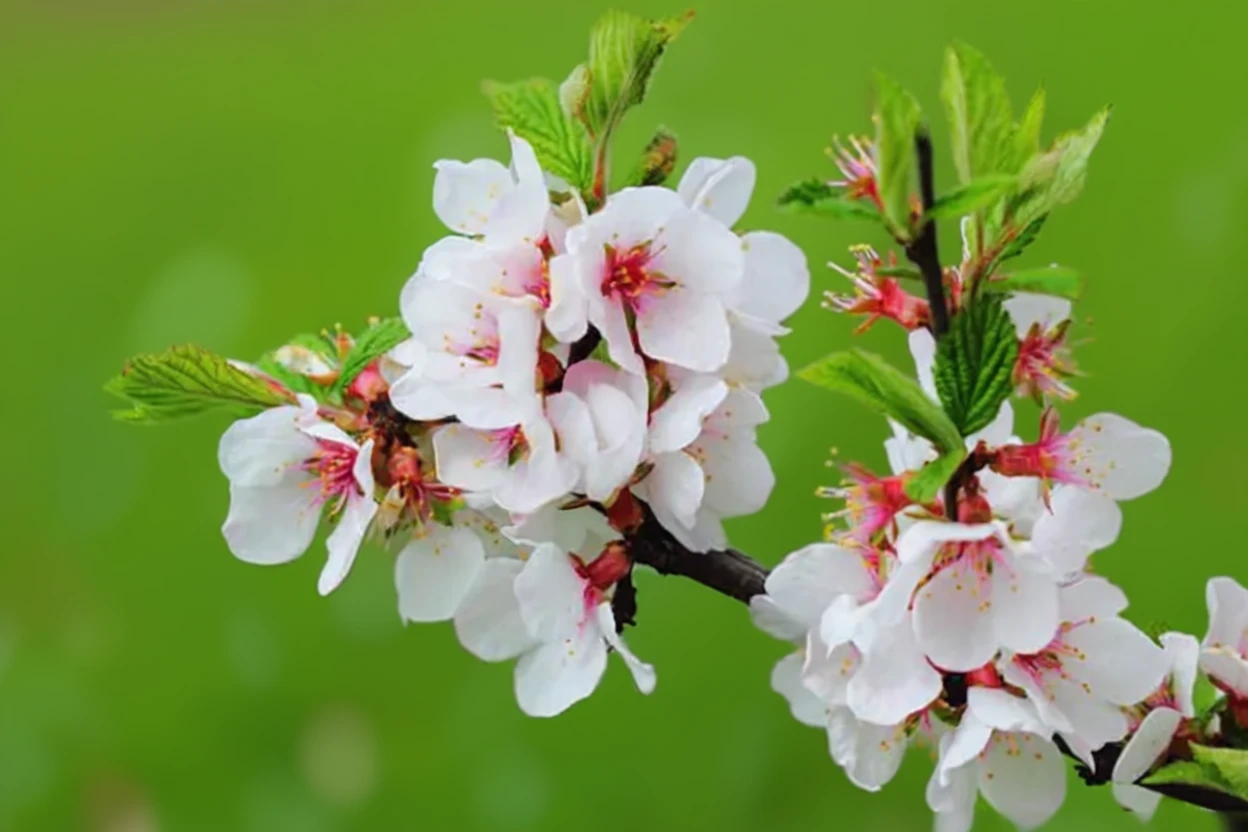 Повстяна вишня